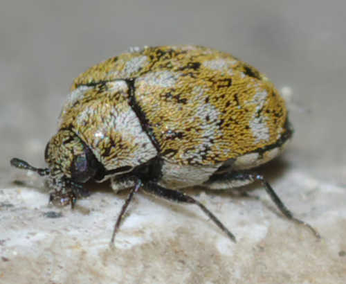 Anthrenus verbasci